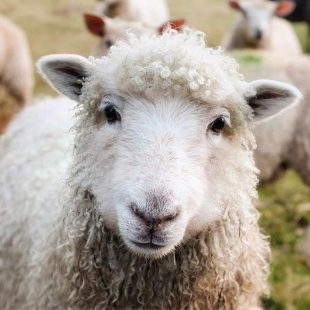 Mouton en gros plan