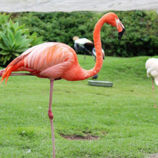 Flamant rose se tenant sur une patte au milieu d'une verte prairie