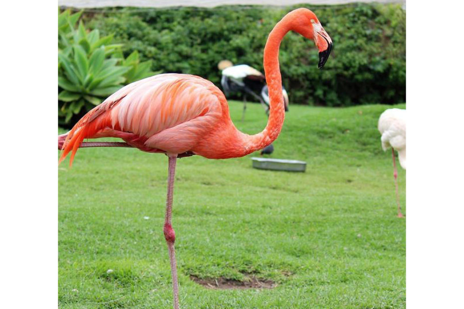 Flamant rose se tenant sur une patte au milieu d'une verte prairie
