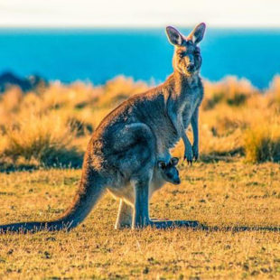 Femelle kangourou avec son bébé dans sa poche ventrale. Photo prise en Australie.