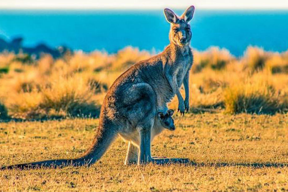 Femelle kangourou avec son bébé dans sa poche ventrale. Photo prise en Australie.