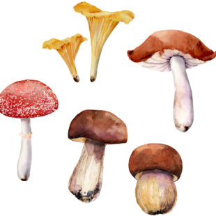 Illustration représentant différentes variétés de champignons