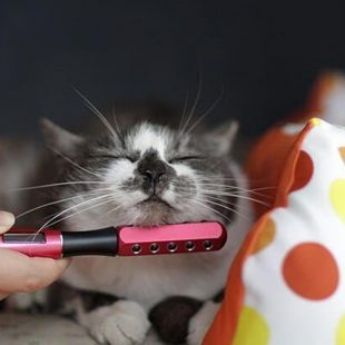 Chat câliné en plein moment de bien-être