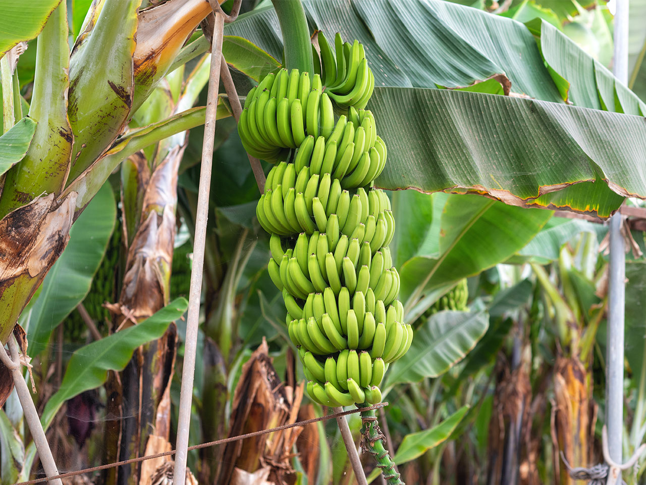 photographie d'une bananeraie