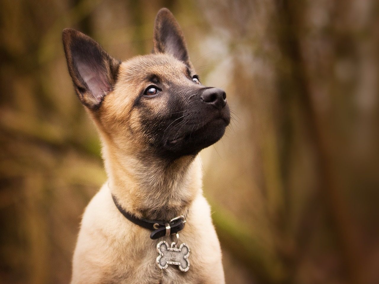 Chien de race berger belge