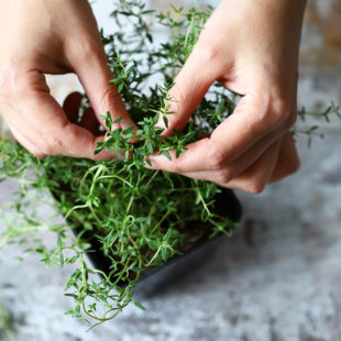 Gros plan sur des mains au dessus d'un pot de thym frais