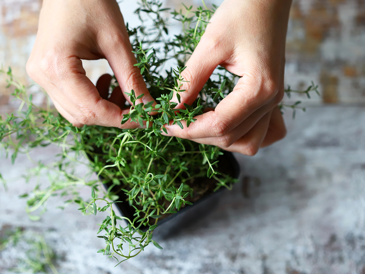 Gros plan sur des mains au dessus d'un pot de thym frais