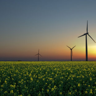 Éoliennes dans un champs