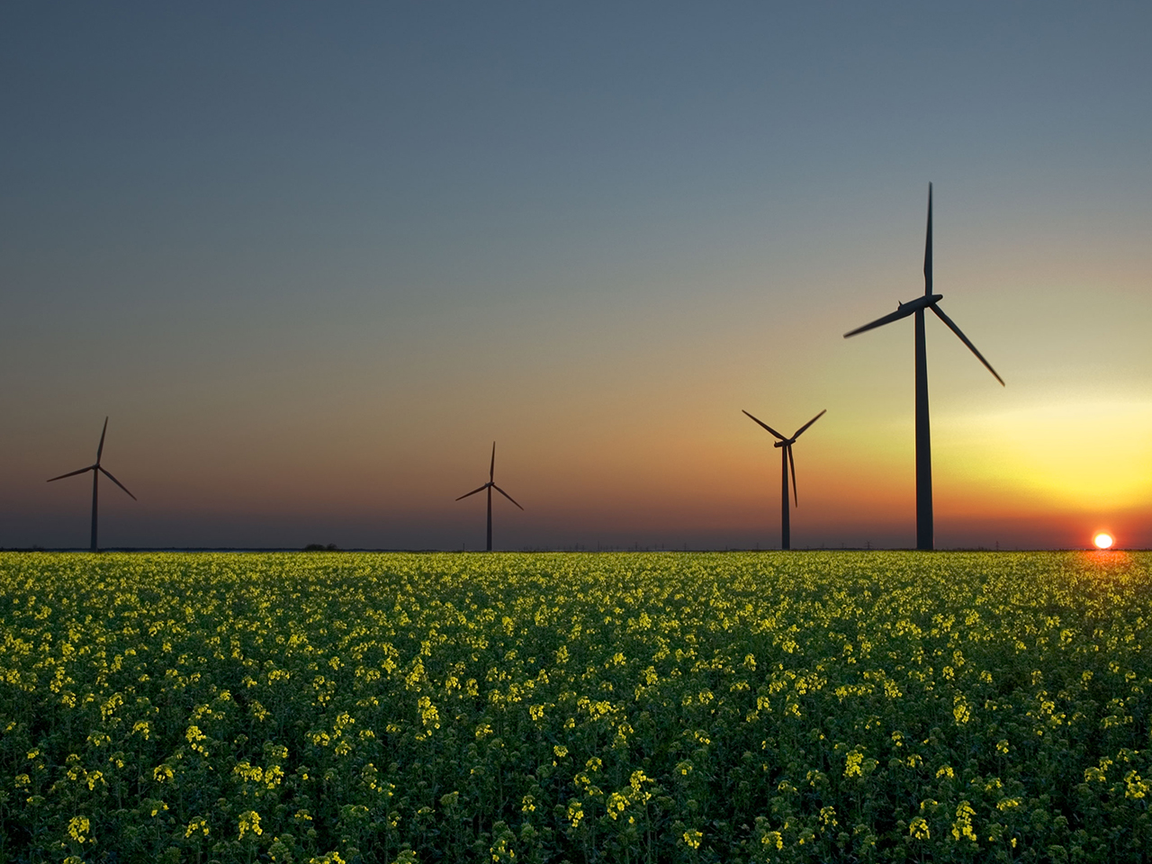 Éoliennes dans un champs