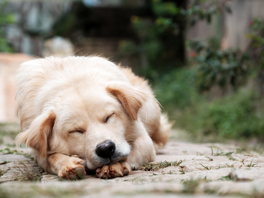 Photographie d'un chien chien en train de dormir