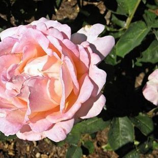 Photo de rose épanouie