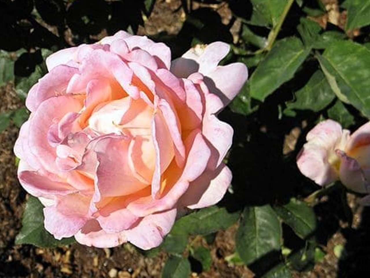 Photo de rose épanouie