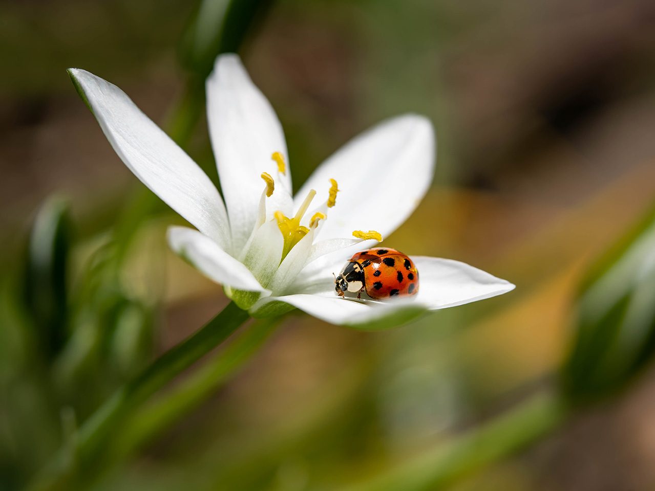 Coccinelle sur fleur blanche et pistil