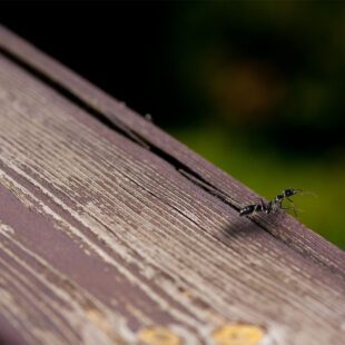 Fourmi au bord d'une planche prête à tomber dans le vide