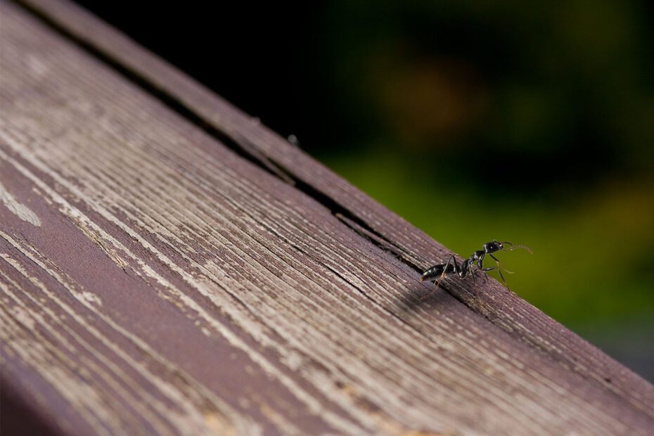Fourmi au bord d'une planche prête à tomber dans le vide