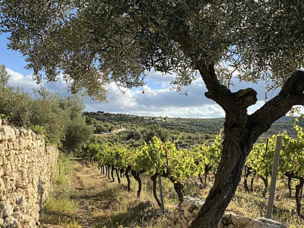 Photographie en format paysage, en plan large montrant au premier plan un olivier et au deuxième plan un champ de vignes. Il y a du soleil et un ciel bleu cotonneux.