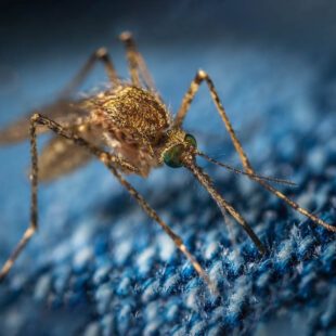 Gros plan de moustique sur tissu bleu tramé