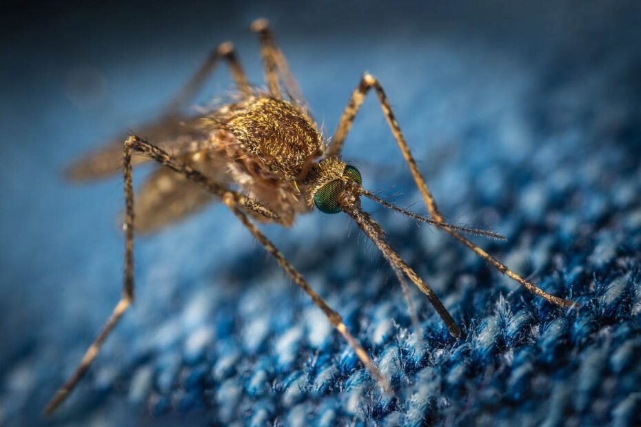 Gros plan de moustique sur tissu bleu tramé